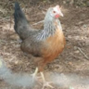 Meet your Posher, Pamela